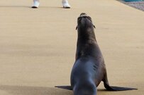 【高知県】桂浜水族館で撮影「飼育員とアシカの2ショット写真」シュールすぎる構図に思わず…