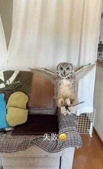 【キャッチに失敗するフクロウ】飼い主さんと息が合わないフクロウの日常シーンにほっこり