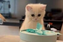 大きな物体に挑む「子猫」が話題に　「まさかの行動」が反則級にかわいすぎる…