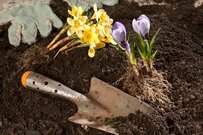 【ガーデニング豆知識】プランターの土って、どう処分すればいい？使用済の土を上手に活かす4つの方法