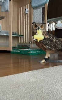 【足の長いフクロウ】モデルのようにキリッとした立ち姿に目が釘付け！