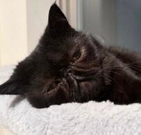 「抜け殻」のような表情で爆睡する猫ちゃん　無防備すぎる寝顔に「魂ぬけてる？」とツッコミの声！　