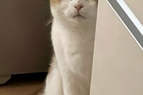 「その手に持っている物は何だ」猫さんが気付いた物とは一体…？