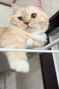 『届かニャーイ』猫ちゃんのお手々がギリギリ届かない　行き場を失い空振りする右手が可愛すぎる