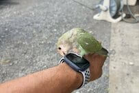 神奈川県相模原市に飛来した迷子インコ　飼い主を探す様子に「早く再会させてあげたい」