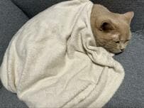 【衝撃のボリューム】ポンっと押してみたくなる？猫のユニークなお腹の形に思わず二度見