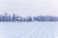 北海道の雪深い木々に並んだ「謎の膨らみ」　2日後の「予想外のビフォーアフター」に驚きの声