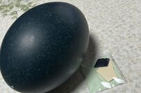 イベントで購入した巨大な「エミューの卵」　それよりも大きいダチョウの卵との「厚さの違い」に目を疑う