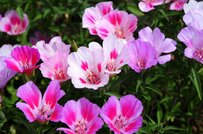 【ガーデニング】初夏の花壇で映える「とびきりキュートな一年草」7選