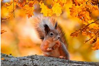 【請求しないともらえない】基礎年金に上乗せされる「年金生活者支援給付金」を知っていますか？