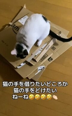 【猫の手はいらない】段ボールを捨てたいのに…！お邪魔虫な猫ちゃんの姿とそれを見たおばあちゃんの一言が可愛くて笑っちゃう！　