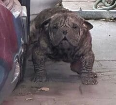 【保護犬】皮膚病で全身の毛が抜け落ちた犬　美しい毛並みと笑顔を取り戻すまでの軌跡