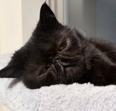 「抜け殻」のような表情で爆睡する猫ちゃん　無防備すぎる寝顔に「魂ぬけてる？」とツッコミの声！　