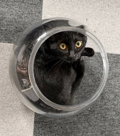 狭い場所が落ち着くのでしょうか