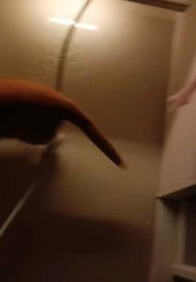 お風呂場で走り回るとらきちくん