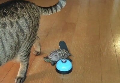 軍曹くんがぶつかったためにベルが鳴った