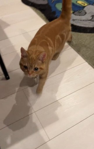 投稿動画のワンシーン