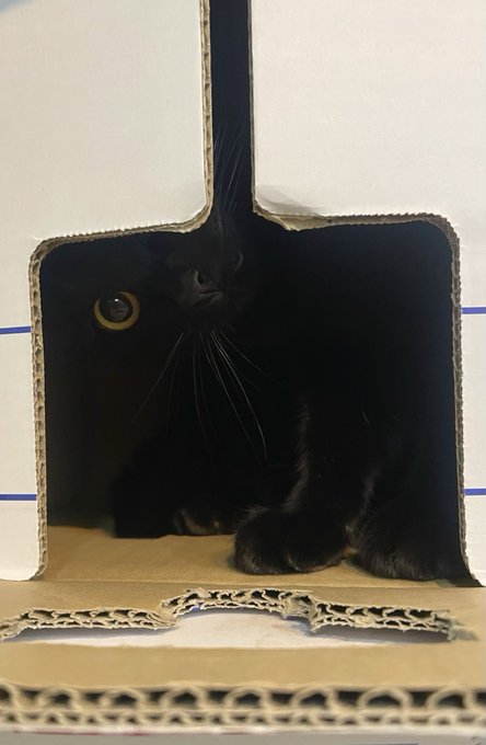 【深淵に溶け込む猫ちゃん】アップにしてもわからない！黒すぎて思わず二度見