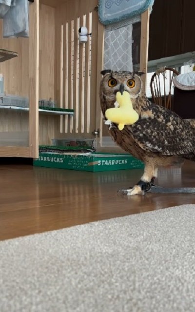 【足の長いフクロウ】モデルのようにキリッとした立ち姿に目が釘付け！