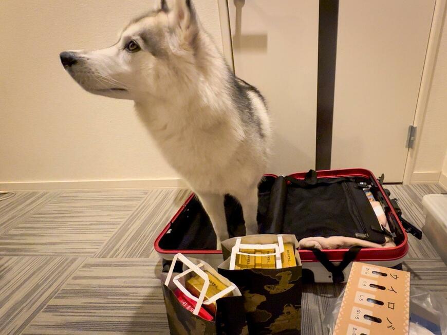 出所：@Livewithhusky