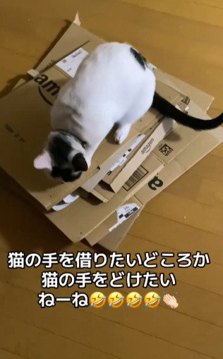 【猫の手はいらない】段ボールを捨てたいのに…！お邪魔虫な猫ちゃんの姿とそれを見たおばあちゃんの一言が可愛くて笑っちゃう！　