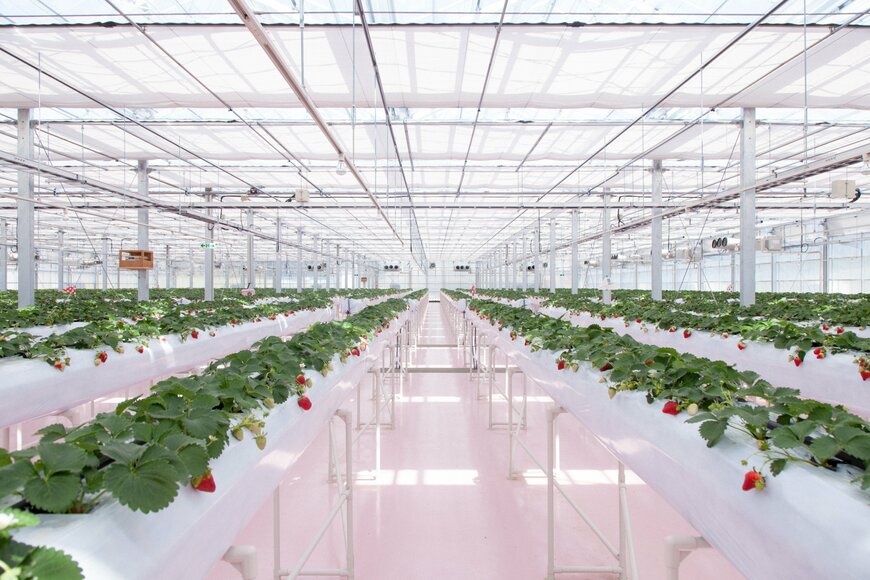 画像出所：横浜ストロベリーパーク