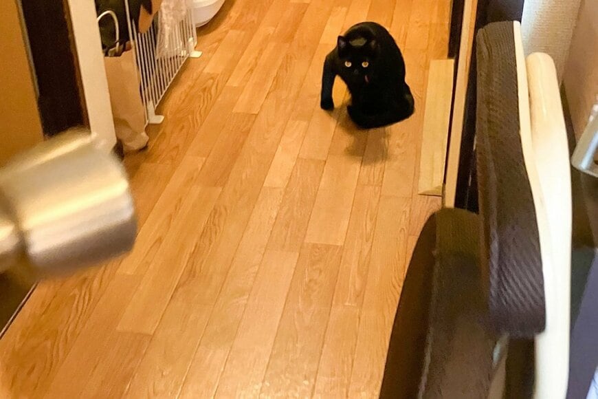 自宅のドアを開けると…「あまりにも強そうなポーズ」で静止していた猫　「どこがどうなってんのw」