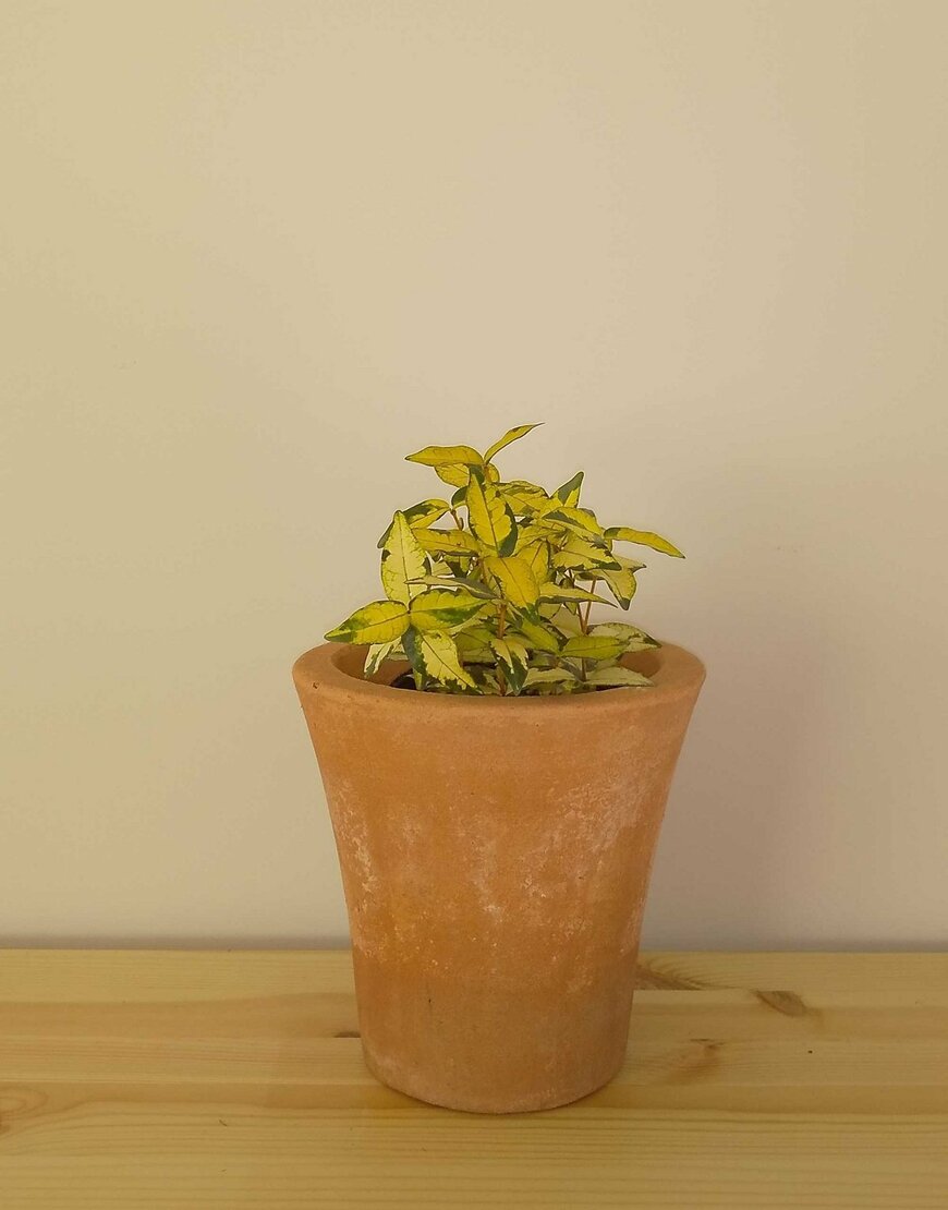 黄金カズラ（LIMO編集部）