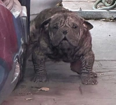 【保護犬】皮膚病で全身の毛が抜け落ちた犬　美しい毛並みと笑顔を取り戻すまでの軌跡