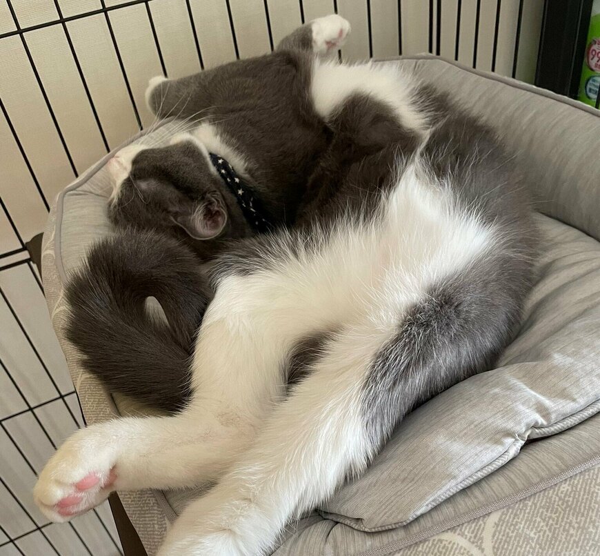 出所：@neko_wagaya