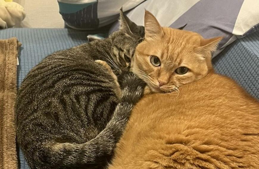 出所：@kagisuzu0531