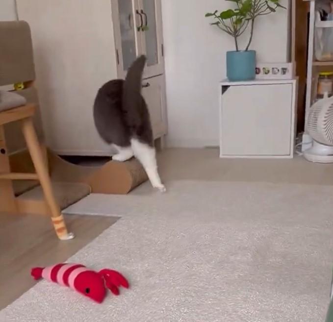 出所：@omochiomoching