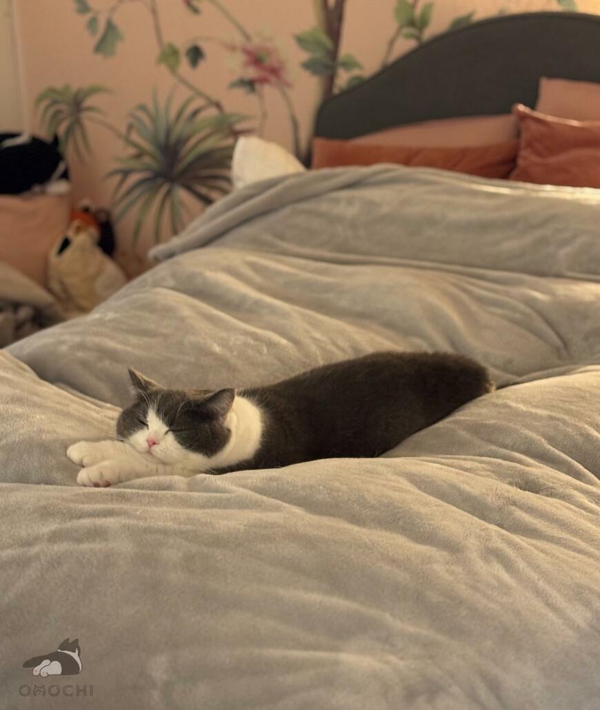 出所：@omochiomoching