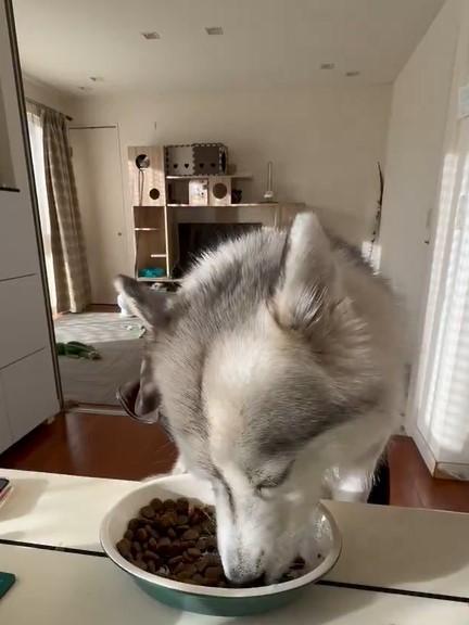 出所：@Livewithhusky