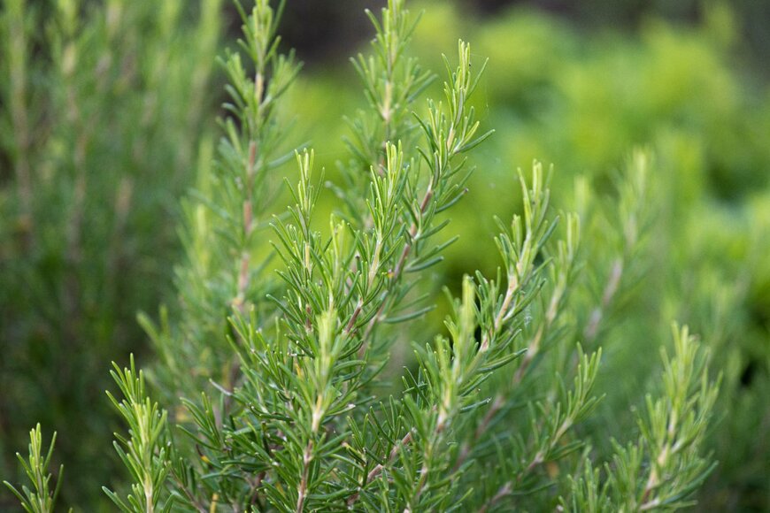 Sil87/shutterstock.com