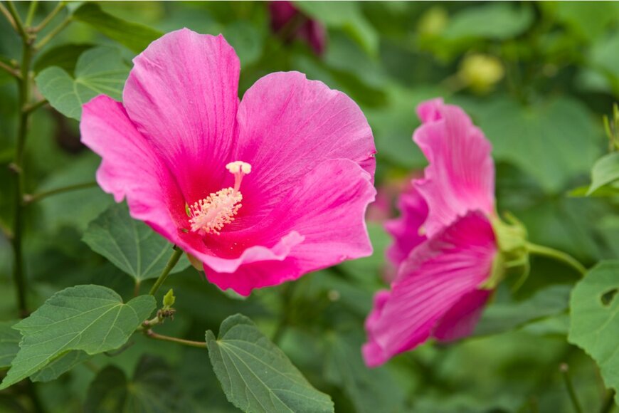 zzz555zzz/shutterstock.com