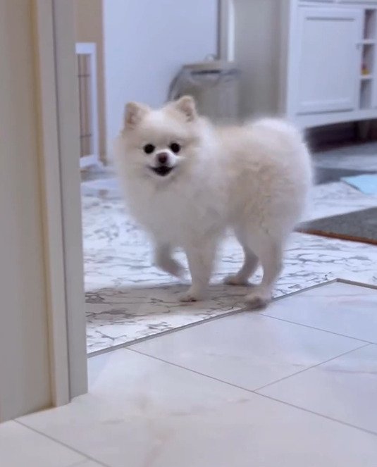 出所：@boku_ponchan