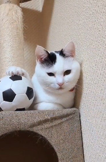 出所：@sironezumi77