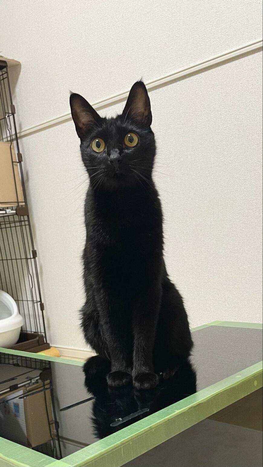 【ぼんやり猫ちゃん】気の抜けた顔に思わず二度見…「無自覚」なユニークさが話題