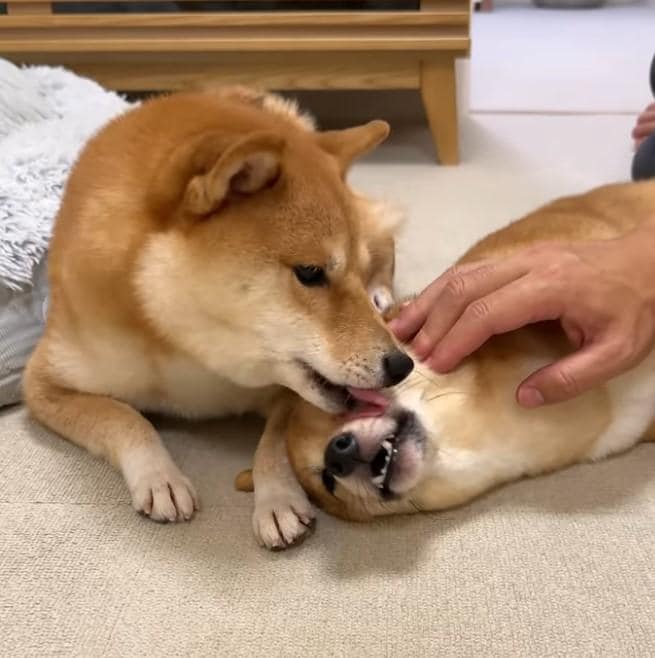 出所：hanachan_1111