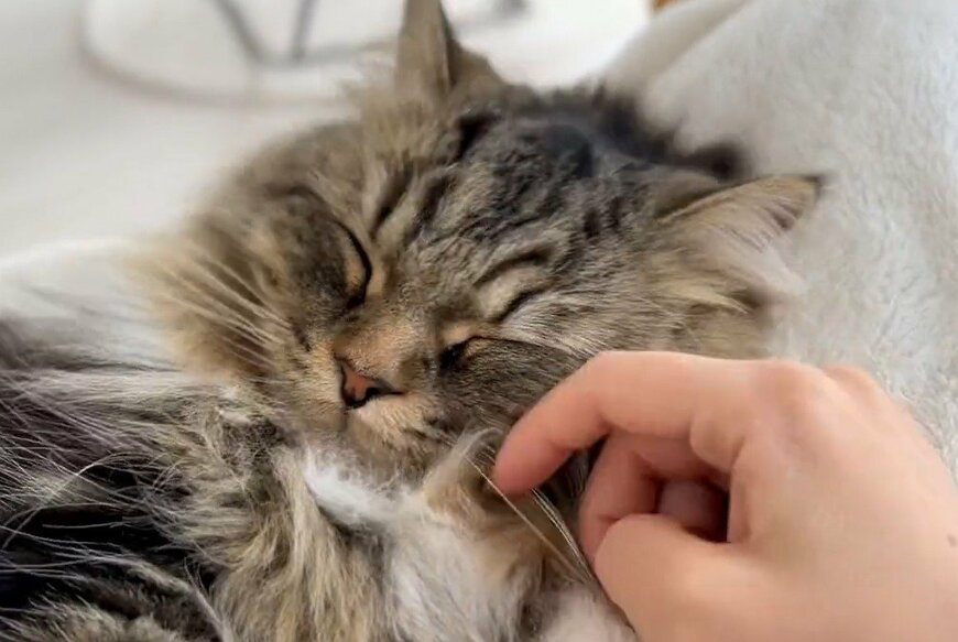 出所：@meltube_cat