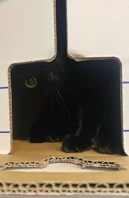 【深淵に溶け込む猫ちゃん】アップにしてもわからない！黒すぎて思わず二度見