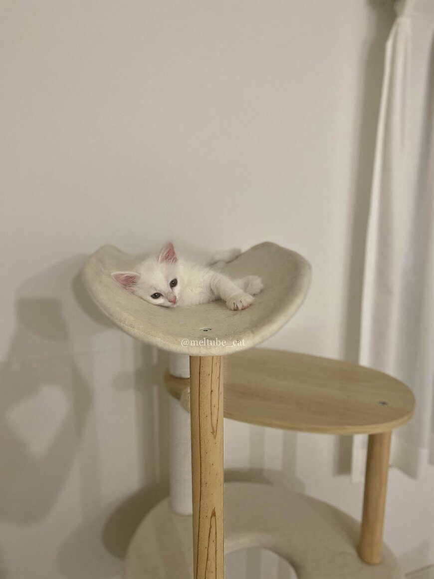 出所：@meltube_cat