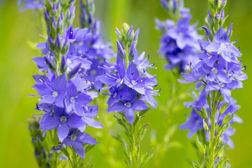 【ガーデ二ング】夏の庭を涼しげに彩る「穂状の花オススメ10選」凛とした野性味がステキ