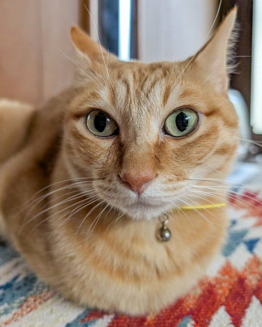 美形猫の赤ちゃん時代にタイムスリップ→可愛い…と思いきや意外な表情に笑ってしまう