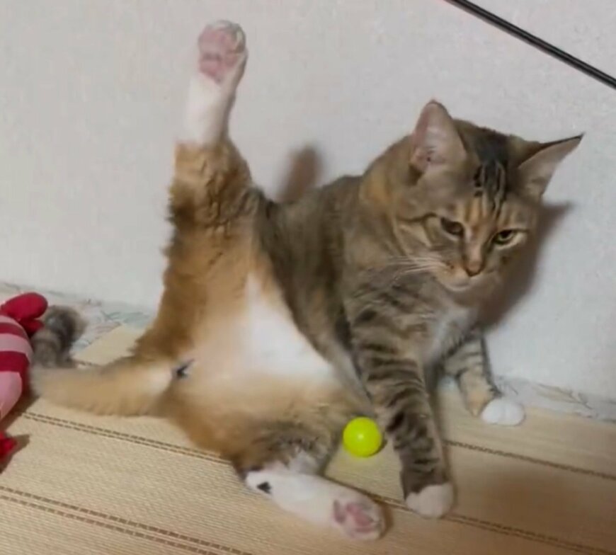 出所：@umenoconbu21