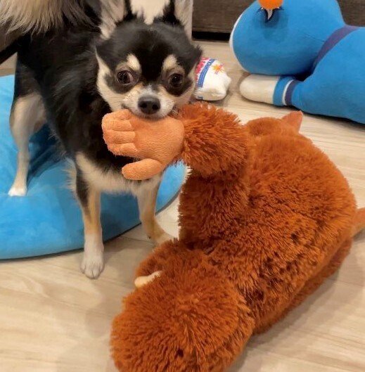 出所：@gomachihuahua