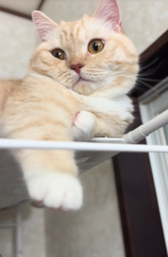 『届かニャーイ』猫ちゃんのお手々がギリギリ届かない　行き場を失い空振りする右手が可愛すぎる