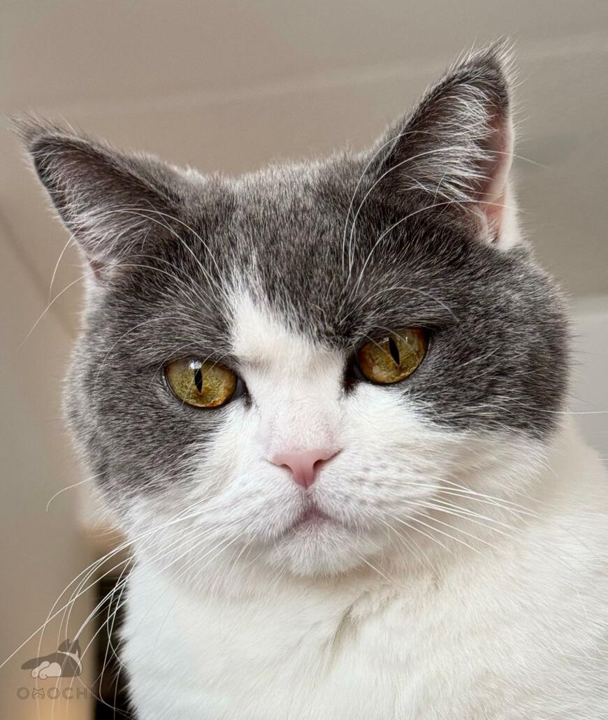 出所：@omochiomoching