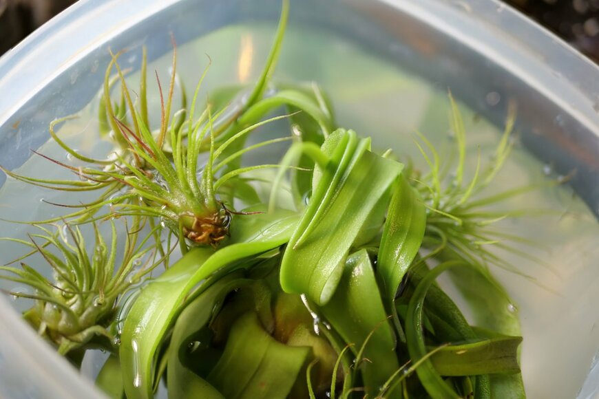 Avery Del Miller/shutterstock.com